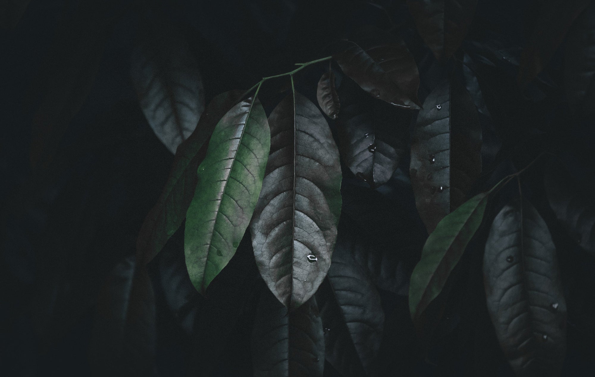 Dark leaves with water droplets