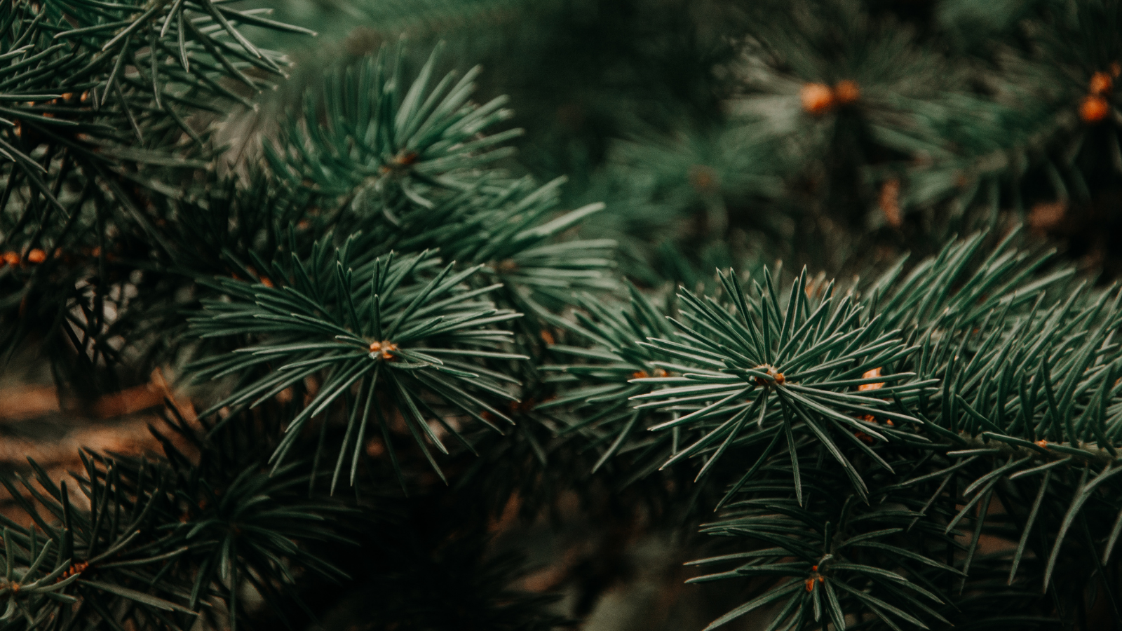 Close-up of green pine needles, representing holiday themes.