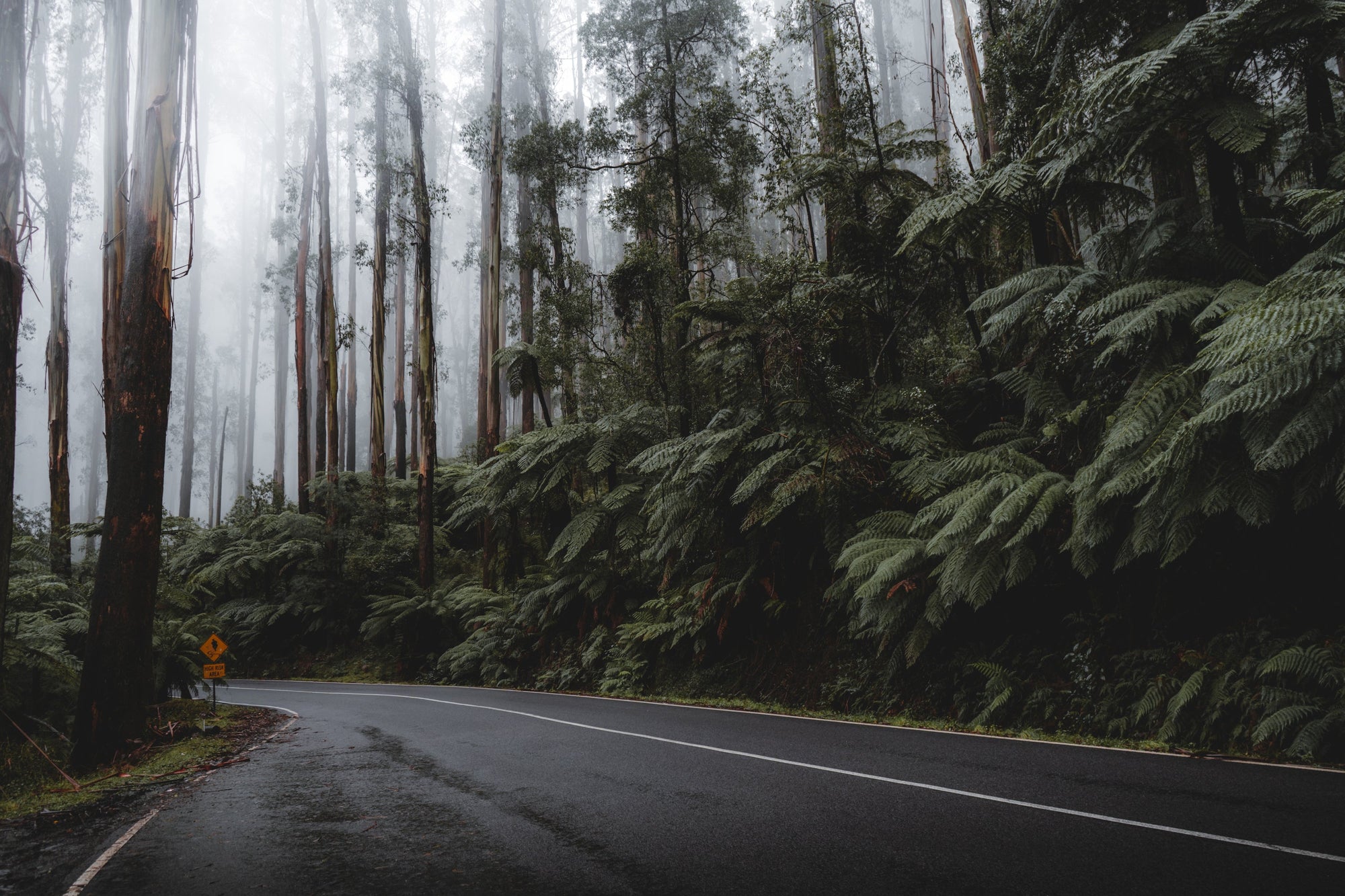Foggy forest road curving left with tall trees and dense ferns, and a yellow caution sign reading 'HIGH RISK AREA'.