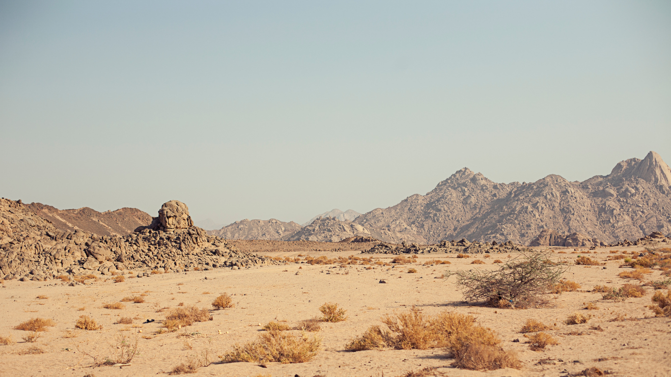 Tan leather phone wallet with embossed rhino logo, 'Gold' card visible in top pocket, resting inside a black bowl