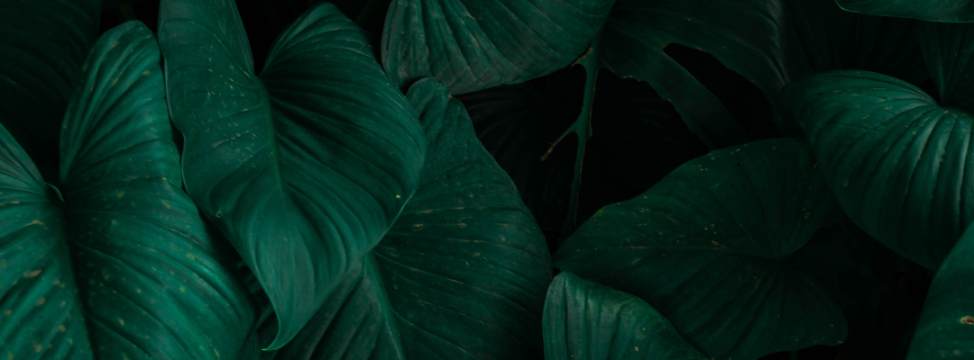 Close-up of green leaves with varying textures