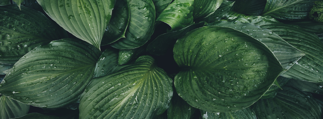 Close-up of lush green leaves with water droplets