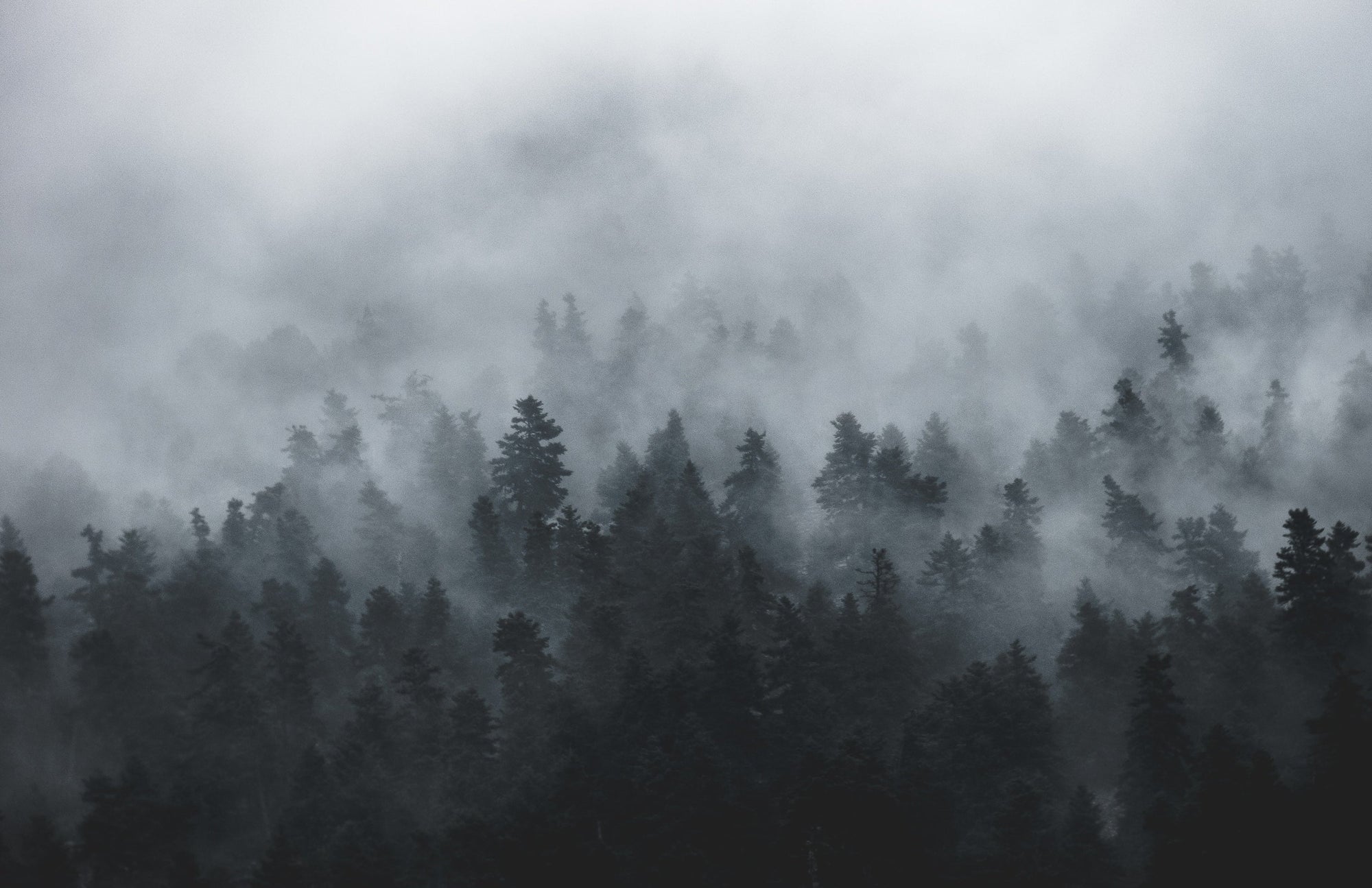 Foggy forest with pine trees in mist