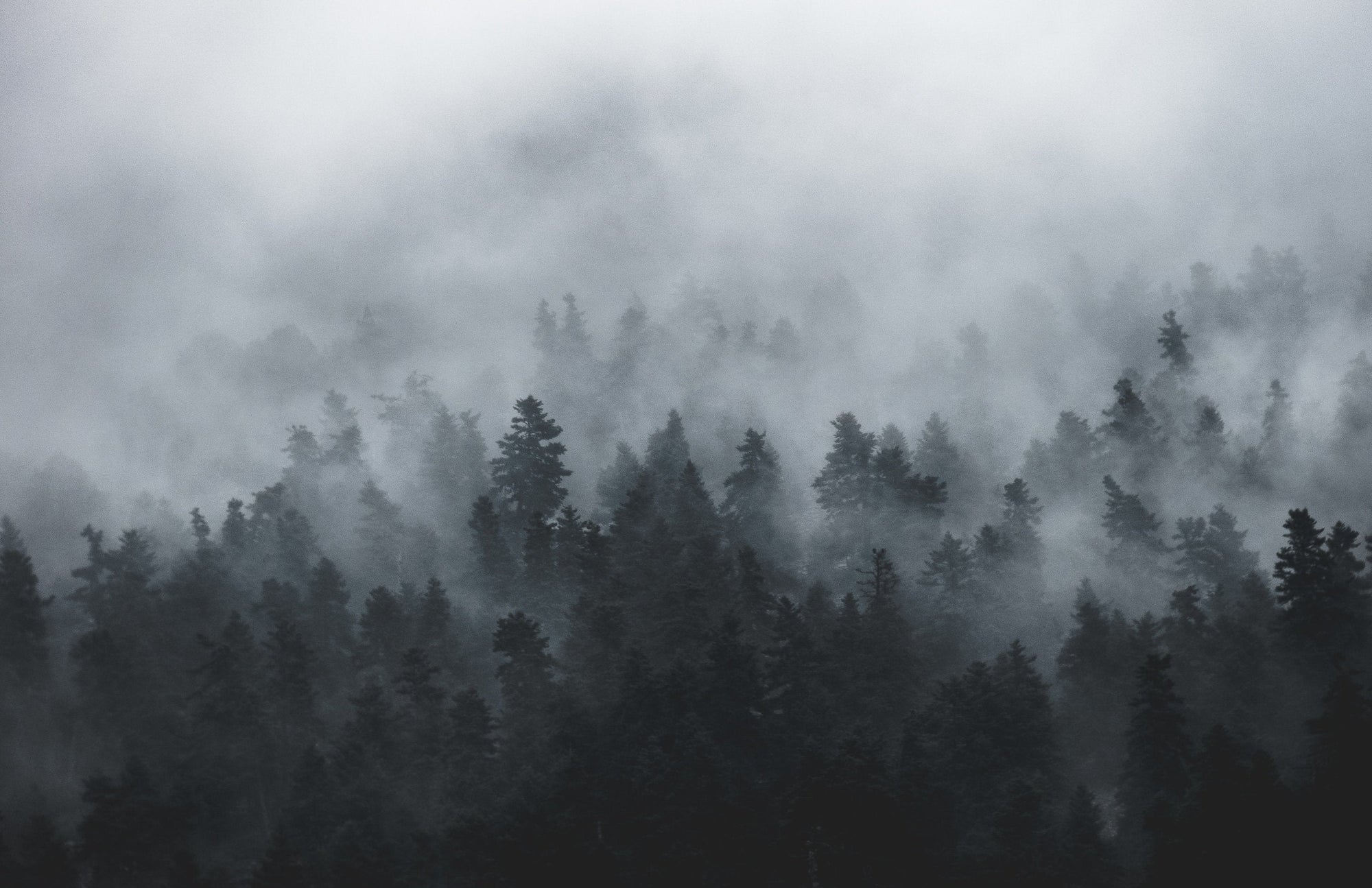 Foggy forest landscape with evergreen trees