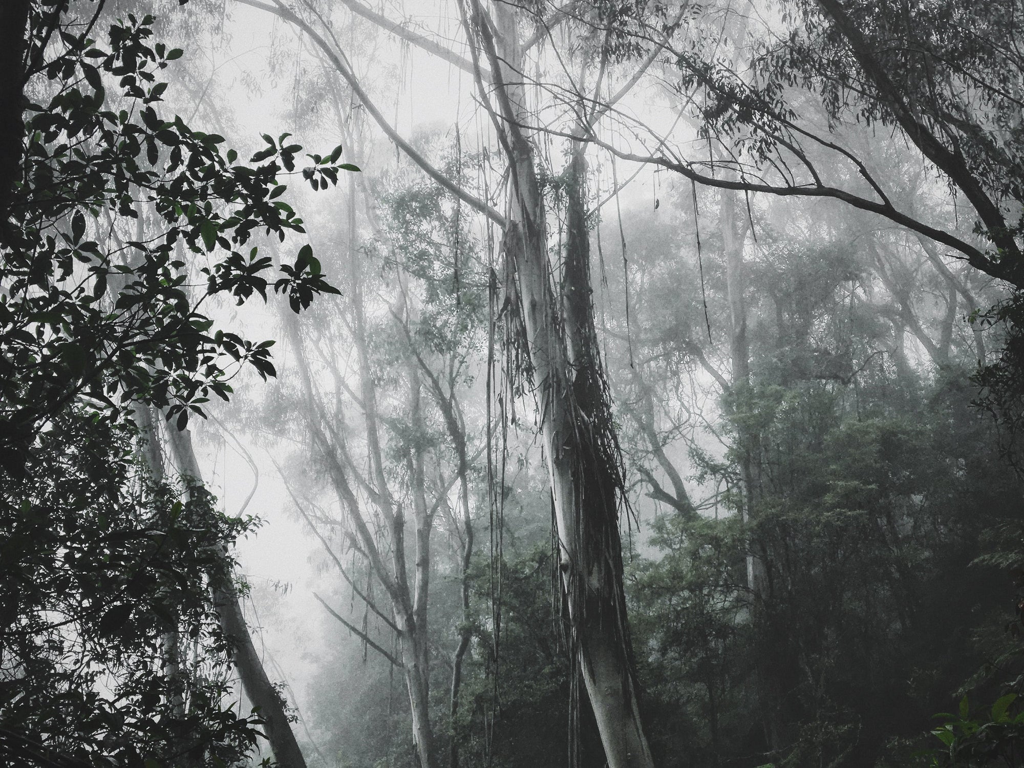 A misty forest with tall trees and dense foliage