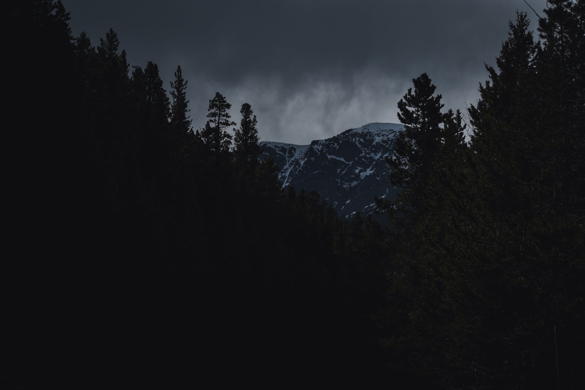 A dark forest with a snowy mountain in the background