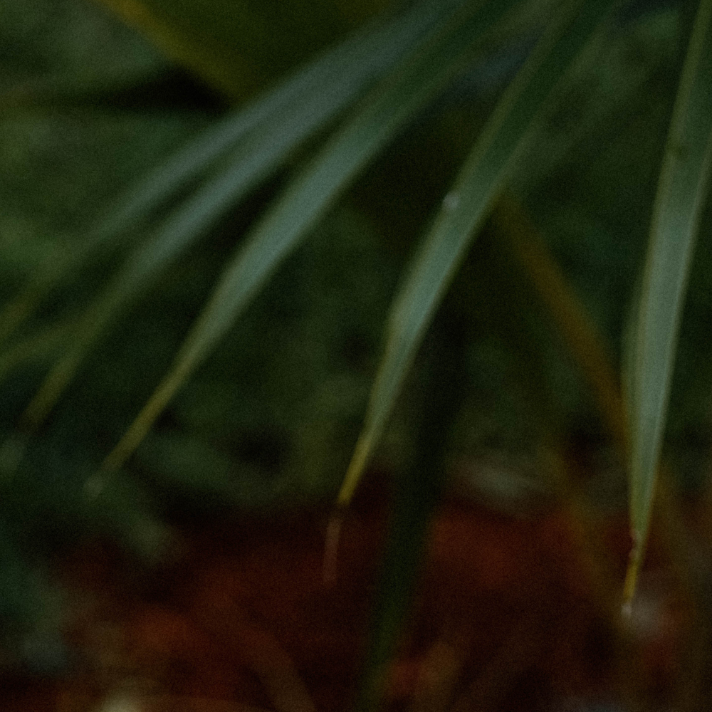 Blurred close-up of green leaves with no visible text or products.