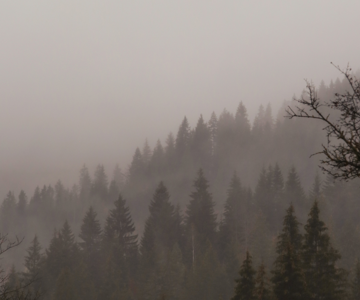 A foggy forest landscape with evergreen trees