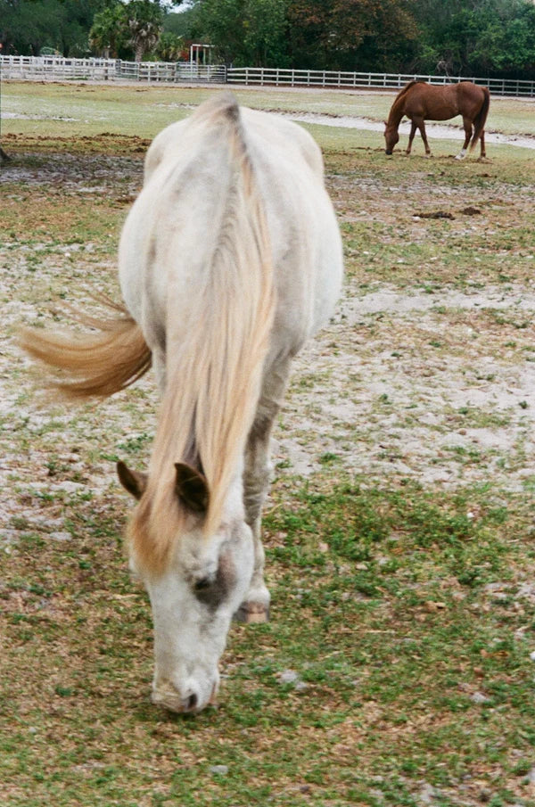 White horse grazing close to camera in a grassy paddock; brown horse grazing near fence and trees in background.